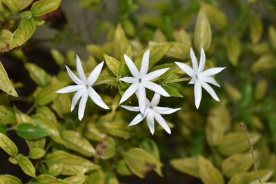 Close-up of white flowering plants