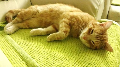 Cat sleeping on sofa