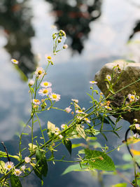 Close-up of flowering plant