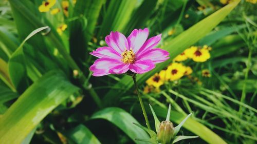 Close-up of pink flower blooming outdoors