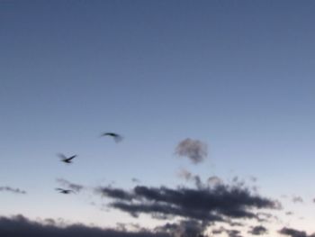Low angle view of birds against blue sky