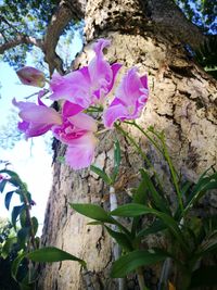 Low angle view of pink flowers growing on tree