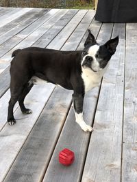 Portrait of dog standing on hardwood floor