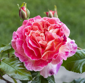 Close-up of pink rose