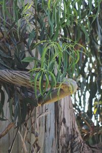 Plants growing on tree
