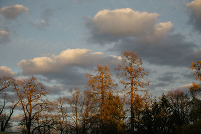 Low angle view of trees against sky