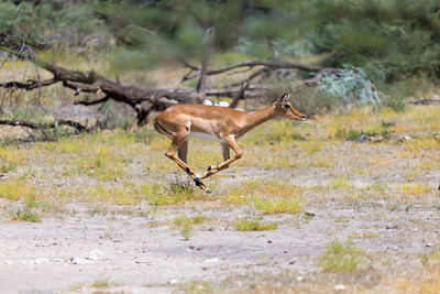 Side view of deer running on field