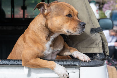 Close-up of dog looking away