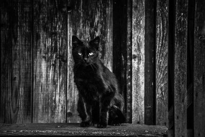 Close-up of cat sitting on wood