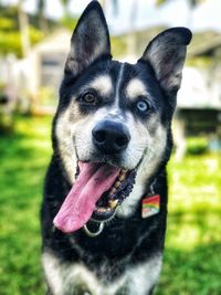 Happy husky with tongue out