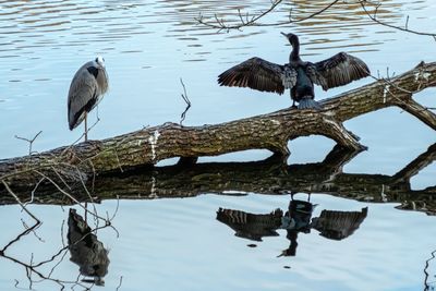 Birds perching on a lake