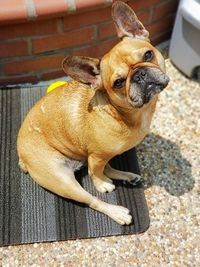 Portrait of dog sitting outdoors