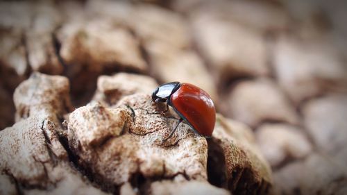 Close-up of ladybug on rock