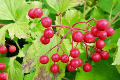 Close-up of red berries growing on tree