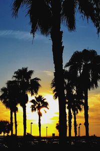Silhouette of palm trees during sunset
