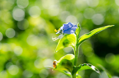 Spiderwort blooming morning light