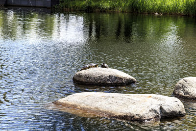 Duck swimming in lake