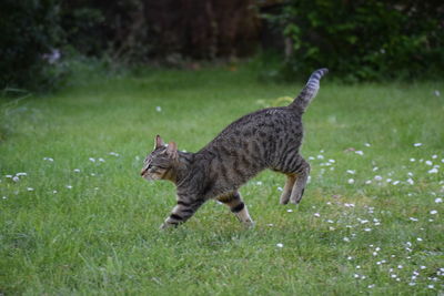 Side view of a cat walking on field