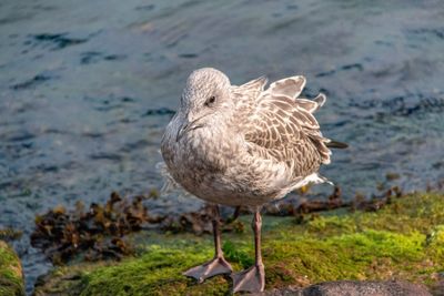 Close-up of seagull on shore