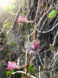 Close-up of pink flowering plant