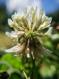 Close-up of white flowering plant