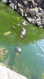 Close-up of ducks floating on lake