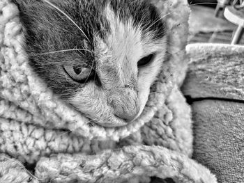 Battered feral cat snuggled in blanket. sad expression but safe and warm.