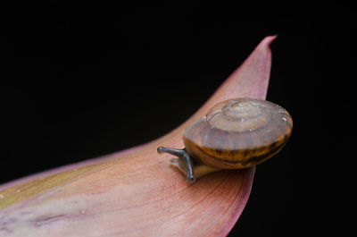 Close-up of snail on leaf against black background