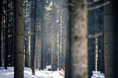 Tree trunks in winter