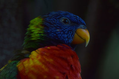 Close-up of parrot