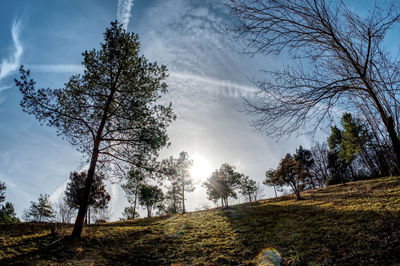 Low angle view of trees on field against sky