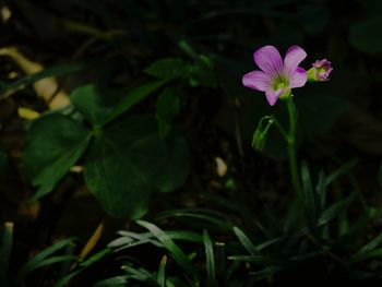 Close-up of pink flowers blooming in garden