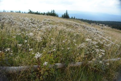 Plants growing on field against sky