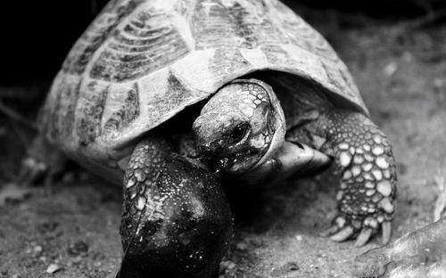 Close-up of tortoise