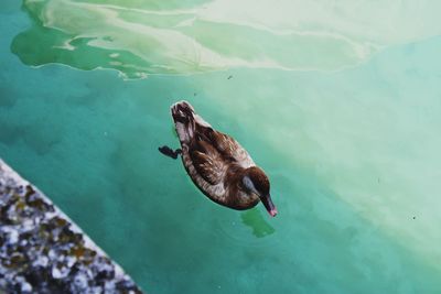 High angle view of duck swimming in lake