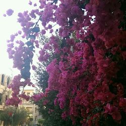 Pink flowers blooming on tree