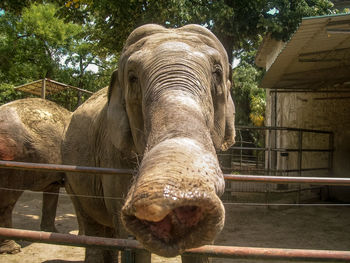 Close-up portrait of an animal against fence
