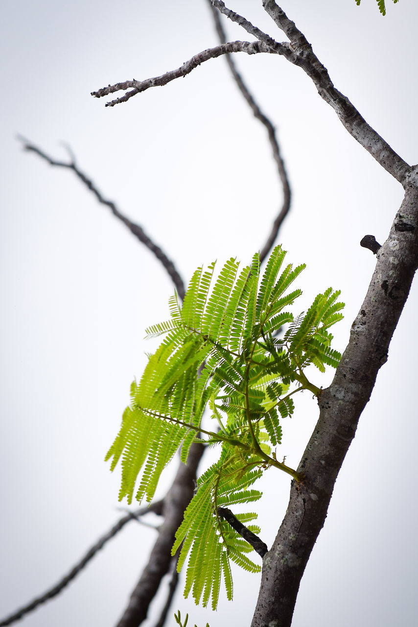 LOW ANGLE VIEW OF PLANTS AGAINST SKY