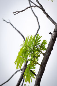 Low angle view of plant against sky