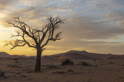 Sunrise at the red dunes in nambia