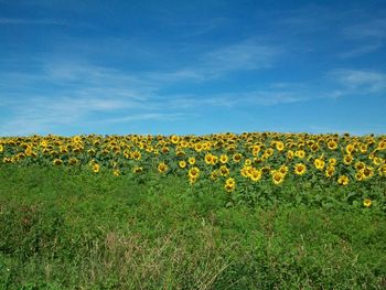 Yellow flowers on field against sky