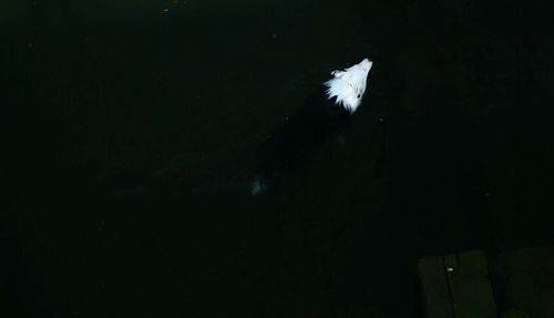 White bird flying over the lake