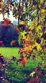 Close-up of autumn leaves on tree