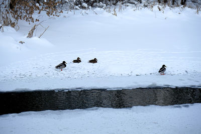 High angle view of birds on frozen lake