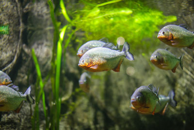 Close-up of fish swimming in sea