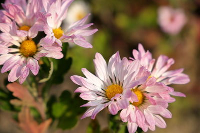Close-up of pink flowering plant