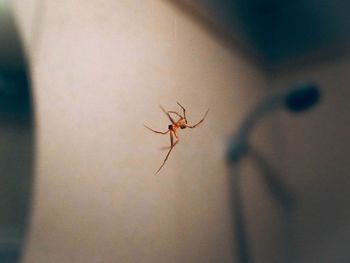 Close-up of spider on web