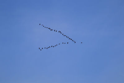 Low angle view of birds flying in sky