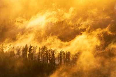 The setting sun colours the rising steam after a rain shower in beautiful shades of gold