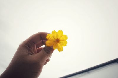 Close-up of hand holding yellow flower